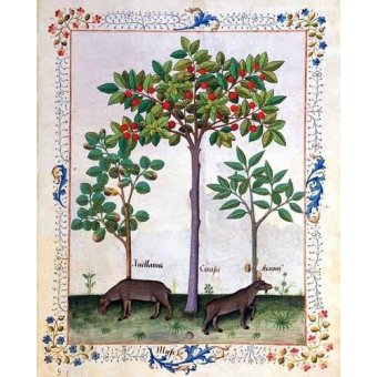  - Tableau -Libro de las medicinas sencillas 3-, Matthaeus Platearius - Platearius, Matthaeus