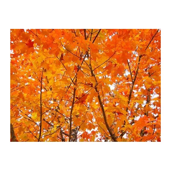 fotografia  - Quadro -CUGAT-01-