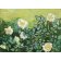 Tableau -Roses sauvages-