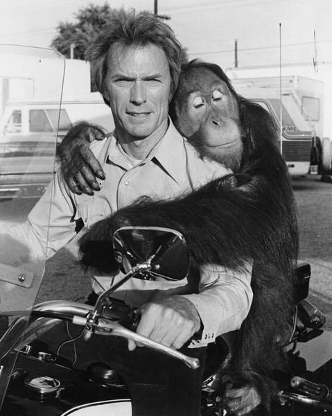 tableaux-photos - Clint Eastwood et Clyde - BRIDGEMAN IMAGES