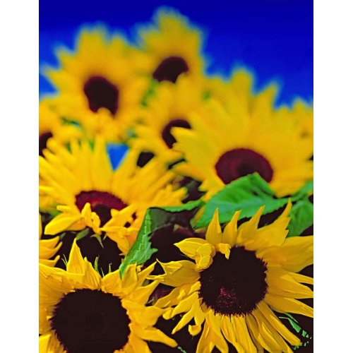 Tableau Sunflower relief, 1999, NORMAN HOLLANDS