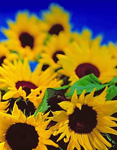 tableaux-modernes - Tableau Sunflower relief, 1999, NORMAN HOLLANDS - Norman Hollands
