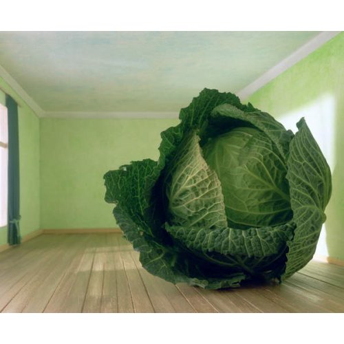 Tableau Cabbage (after Magritte), 1995, NORMAN HOLLANDS