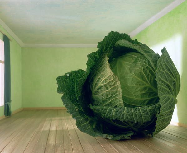 tableaux-modernes - Tableau Cabbage (after Magritte), 1995, NORMAN HOLLANDS - Norman Hollands