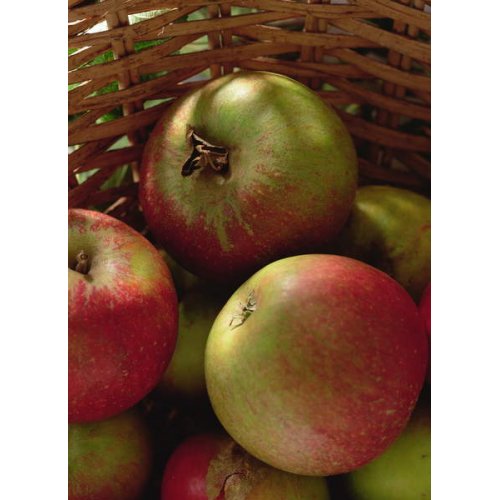 Tableau Cox's apples in basket, 1994, NORMAN HOLLANDS