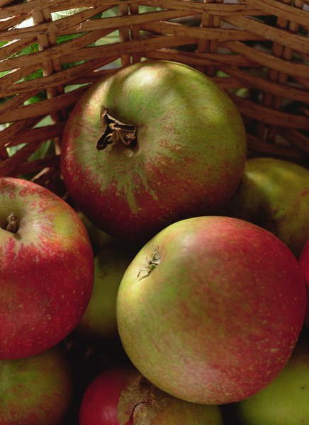 tableaux-modernes - Tableau Cox's apples in basket, 1994, NORMAN HOLLANDS - Norman Hollands