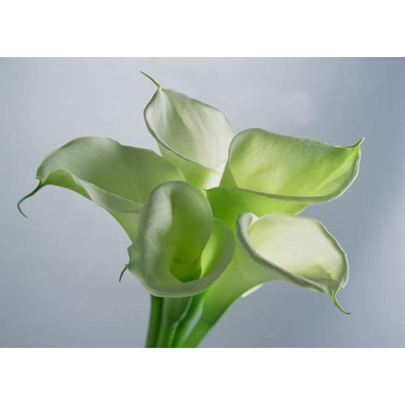 Tableau Four Arum Lilies, 1999, NORMAN HOLLANDS