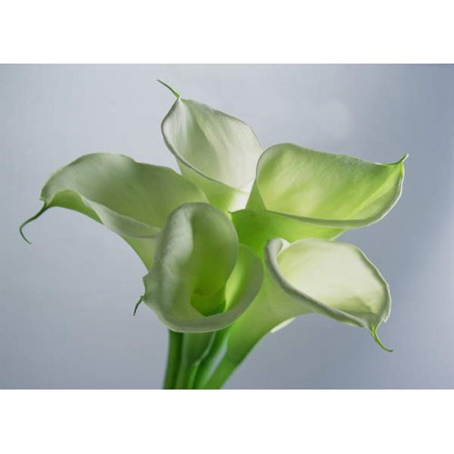 Tableau Four Arum Lilies, 1999, NORMAN HOLLANDS