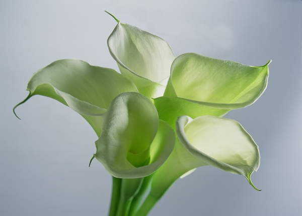 tableaux-modernes - Tableau Four Arum Lilies, 1999, NORMAN HOLLANDS - Norman Hollands