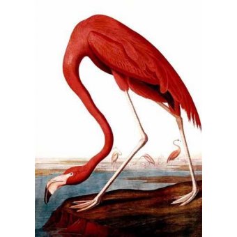 Tableaux d'Animaux - Cuadro de Animales - Flamenco Americano, John James Audubon - Audubon, John James